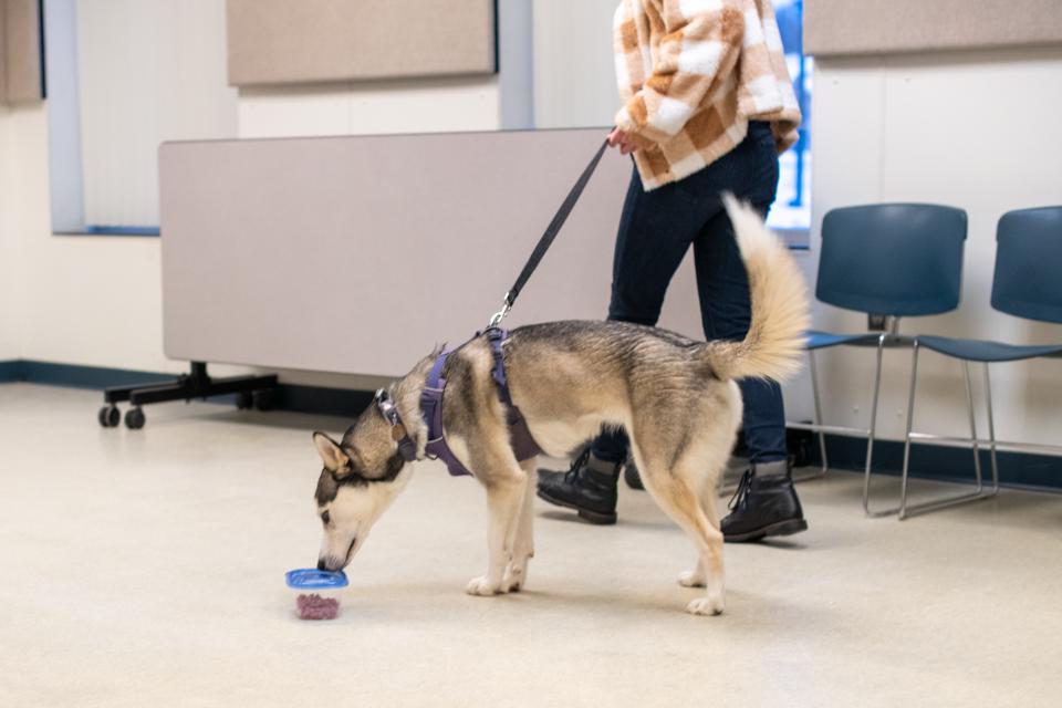 A husky sniffs a container during a training class