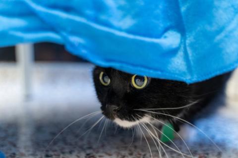 cat beneath a blanket