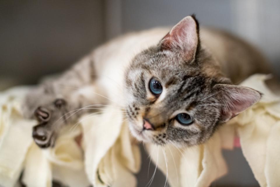 cat looking at camera
