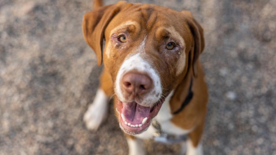 cute dog photo taken with pet photography tips