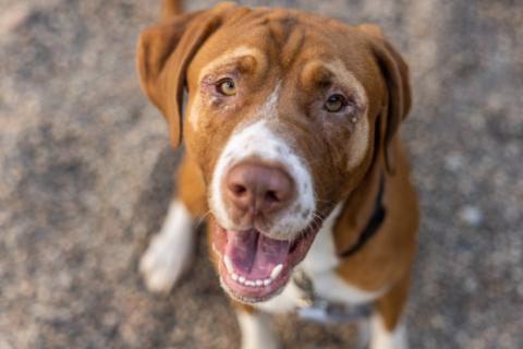 cute dog photo taken with pet photography tips