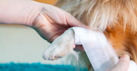 Dog first aid