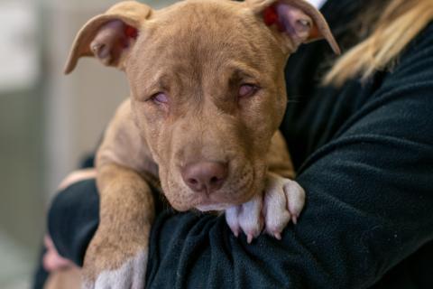 cute blind dog being held