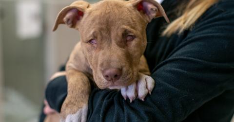 cute blind dog being held