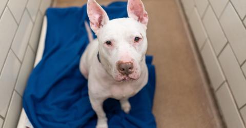dog that is deaf sitting in kennel