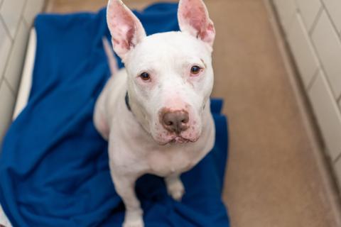 dog that is deaf sitting in kennel