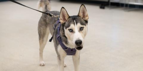 Husky looking at the camera