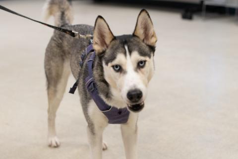 Husky looking at the camera