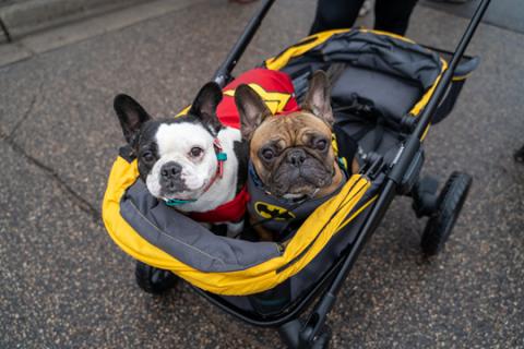 Two French Bulldogs in a stroller.