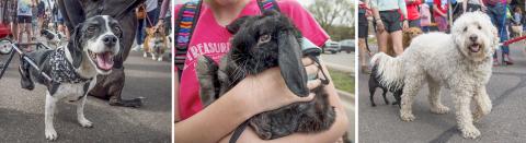 Participants at last year's Walk for Animals